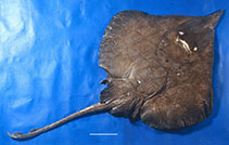 Image of Leucoraja longirostris (Brown longnose skate)