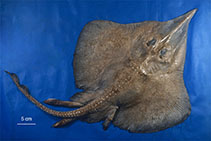 Image of Leucoraja longirostris (Brown longnose skate)