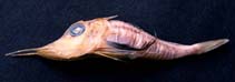 Image of Lepidotrigla longipinnis (Stellar gurnard)