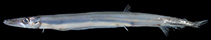 Image of Lestidium longilucifer (Long light-organ barracudina)