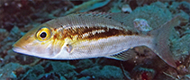 Image of Lethrinus mitchelli (Mitchell\