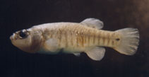 Image of Esmaeilius persicus (Farsi tooth-carp)