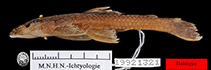 Image of Paralithoxus boujardi 