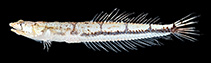 Image of Limnichthys koreanus (Korean sandburrower)