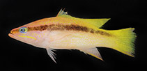 Image of Liopropoma lemniscatum (Ribbon basslet)