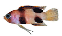 Image of Lipogramma levinsoni (Hourglass basslet)