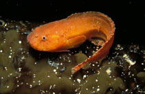 Image of Liparis montagui (Montagus seasnail)