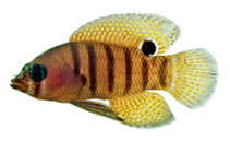 Image of Lipogramma schrieri (Maori basslet)