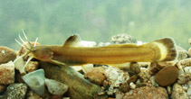 Image of Liobagrus somjinensis 