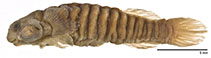 Image of Liobranchia stria (Minute clingfish)