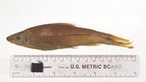 Image of Lobocheilos nigrovittatus 