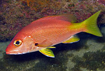 Image of Lutjanus buccanella (Blackfin snapper)