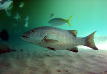 Image of Lutjanus cyanopterus (Cubera snapper)