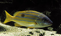 Image of Lutjanus kasmira (Common bluestripe snapper)