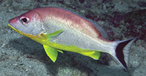 Image of Lutjanus lunulatus (Lunartail snapper)