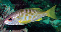 Image of Lutjanus xanthopinnis (Yellowfin snapper)