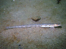 Image of Lumpenus sagitta (Snake prickleback)