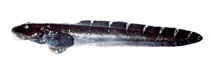 Image of Lycodes albolineatus (Whitebar eelpout)