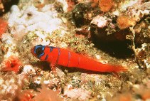 Image of Lythrypnus dalli (Bluebanded goby)