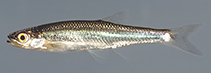 Image of Lythrurus lirus (Mountain shiner)