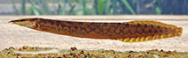 Image of Mastacembelus armatus (Zig-zag eel)