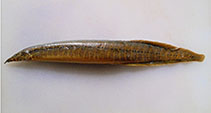 Image of Macrognathus fasciatus (Yellow banded spiny eel)