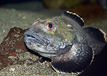 Image of Malacocottus gibber 