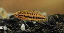 Image of Malpulutta kretseri (Spotted gourami)