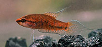 Image of Malpulutta kretseri (Spotted gourami)