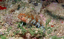 Image of Malacoctenus zaluari (Rusty scaly blenny)