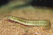 Image of Macrognathus zebrinus (Zebra spiny eel)