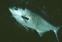 Image of Medialuna californiensis (Halfmoon)