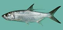 Image of Megalops cyprinoides (Indo-Pacific tarpon)