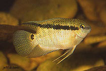 Image of Mesonauta guyanae 