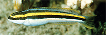 Image of Meiacanthus luteus (Yellow fangbelly)