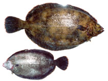 Image of Microstomus achne (Slime flounder)