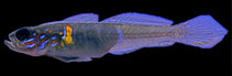 Image of Microgobius brevispinis (Balboa goby)