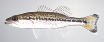 Image of Micropterus punctulatus (Spotted bass)