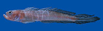 Image of Microgobius urraca (Dark-finned sand goby)