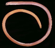 Image of Moringua ferruginea (Rusty spaghetti eel)