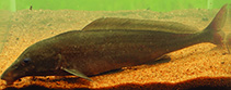 Image of Mormyrus subundulatus 