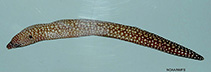 Image of Muraena retifera (Reticulate moray)