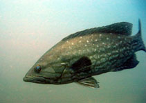 Image of Mycteroperca acutirostris (Comb grouper)