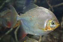 Image of Myloplus asterias 