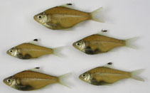 Image of Mystacoleucus ectypus 