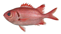 Image of Myripristis greenfieldi 