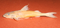 Image of Nangra assamensis (Koshi Nangra)