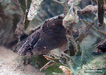 Image of Nandus nebulosus (Bornean leaffish)