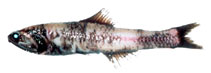 Image of Lampanyctus regalis (Pinpoint lampfish)