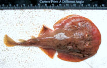 Image of Narcine timlei (Spotted numbfish)